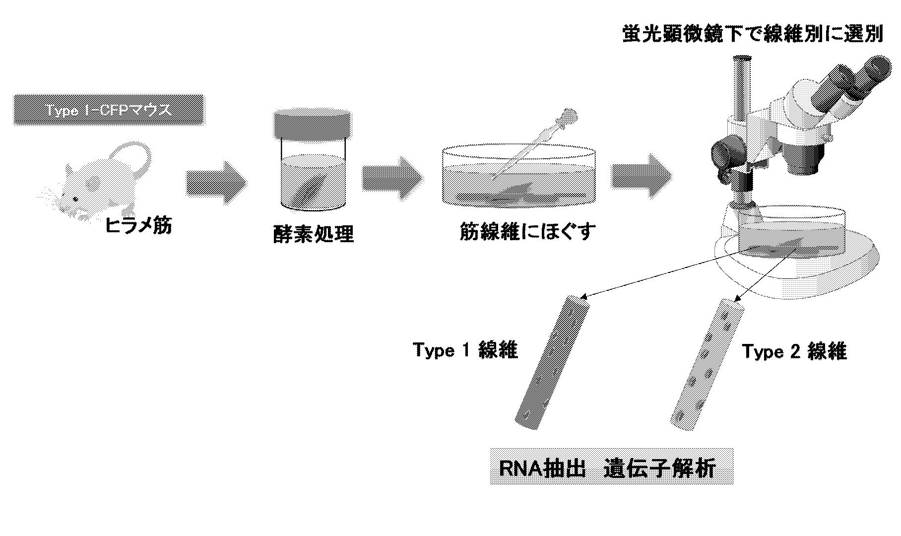 骨格筋Type I線維への分化促進新規誘導剤