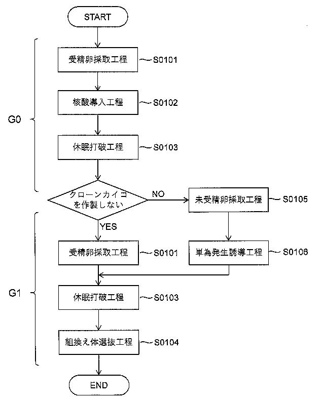 短期間で実用系統を作製する遺伝子組換えカイコの新技術