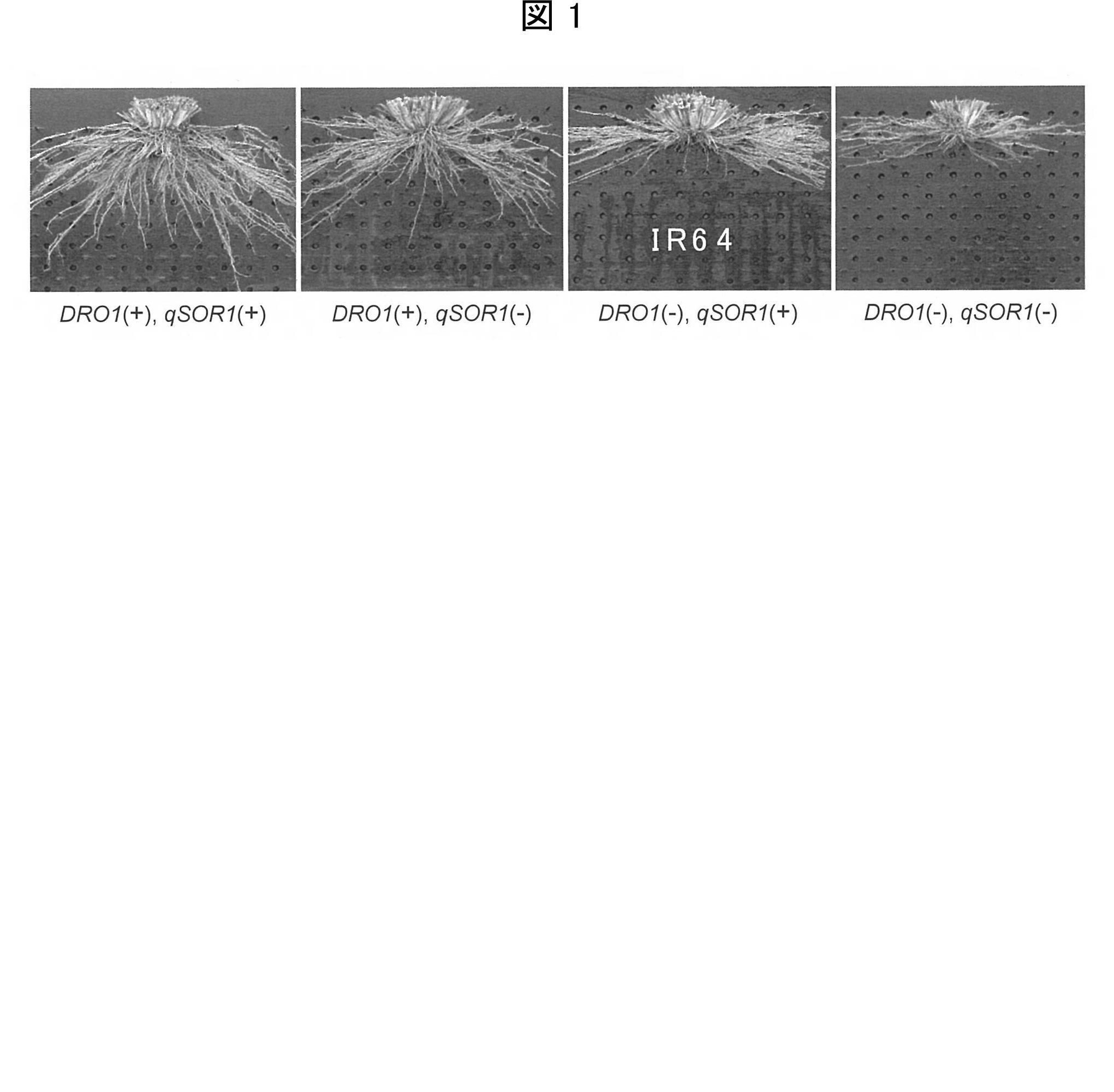 深根性イネによる水田メタン排出量削減技術