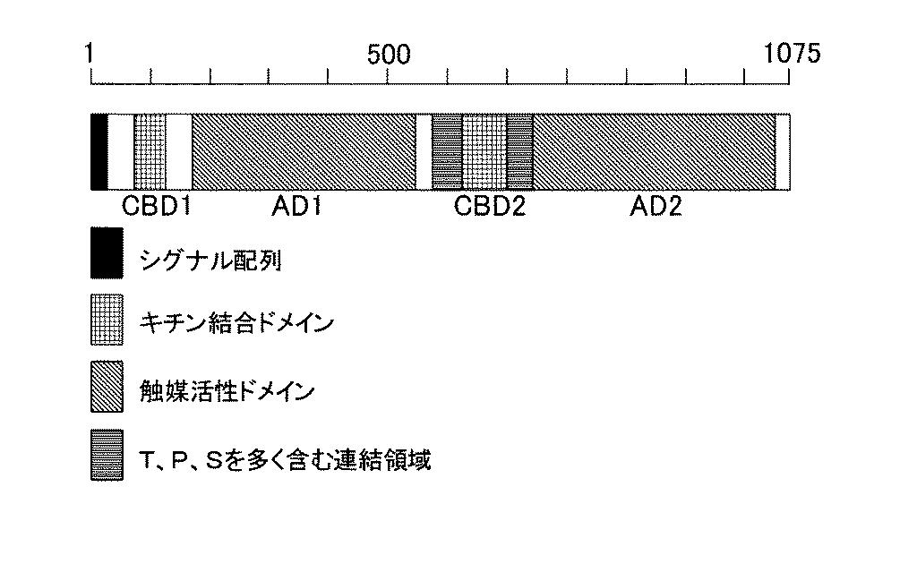 高温下でも高い活性を維持するキチナーゼ技術