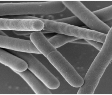 体の内側からアレルギーに立ち向かう“プロバイオティクス新星株”
