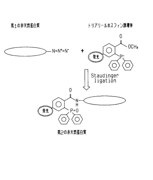 革新的な非天然蛋白質の合成技術